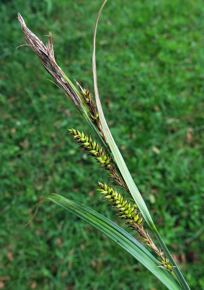 Carex2
