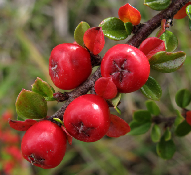 Cotoneaster3