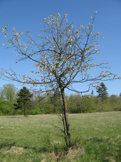 Prunus1