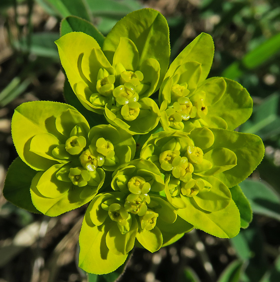 Euphorbia1a