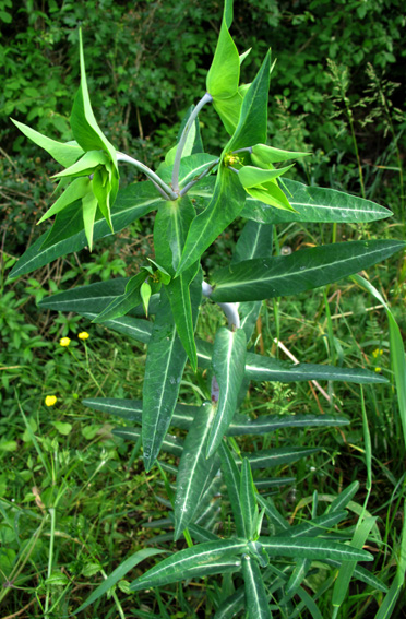 Euphorbia12a