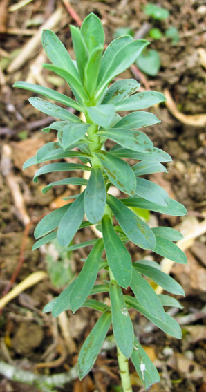 Euphorbia24
