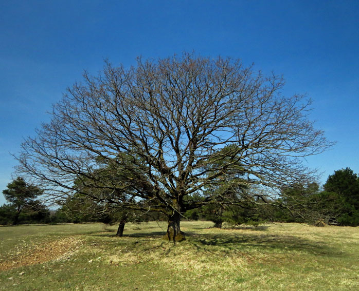 Quercus4b