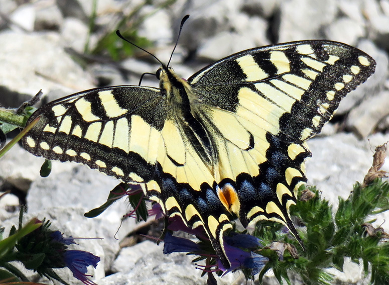 Papilio7