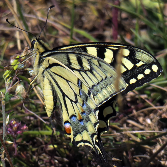 Papilio2a