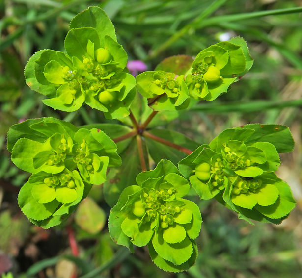 Euphorbia8