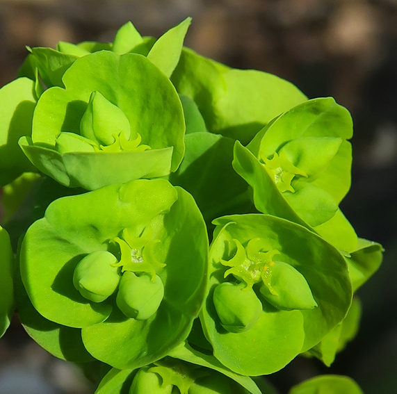 Euphorbia3a1