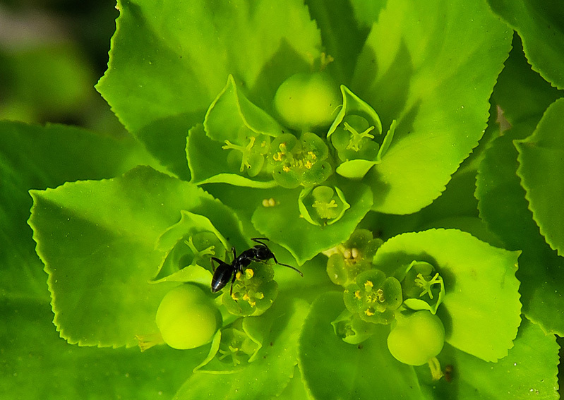 Euphorbia9b