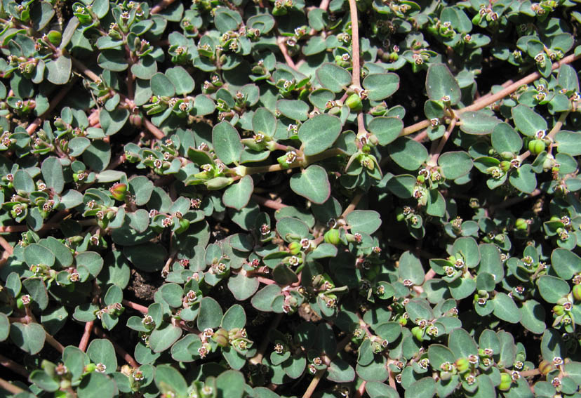 Euphorbia18