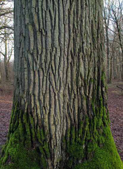 Quercus1a2