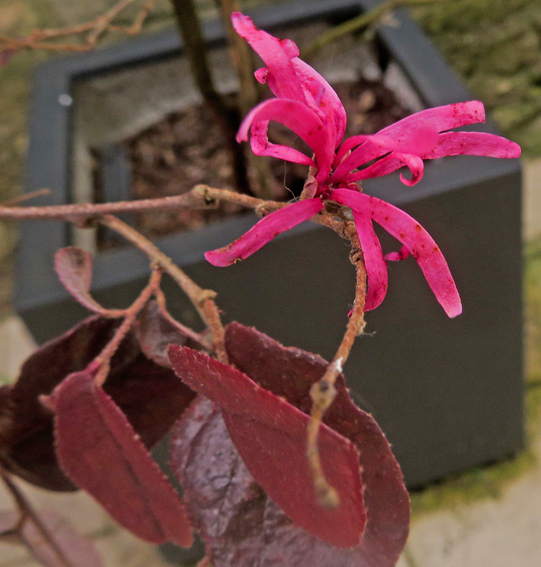 loropetalum1