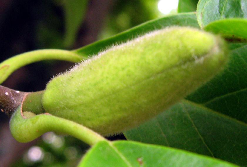 Magnolia2