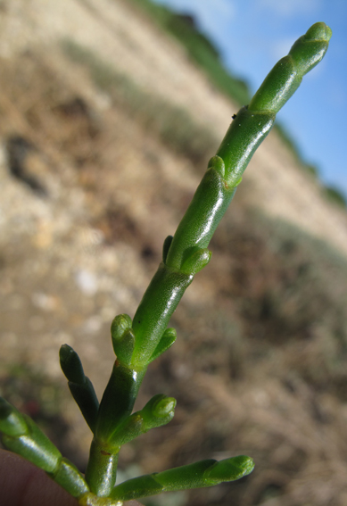 Salicornia5a