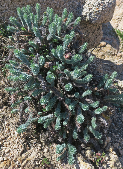 Euphorbia15