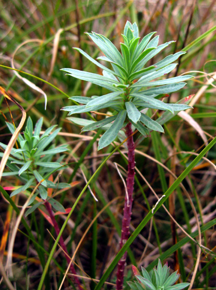 Euphorbia6
