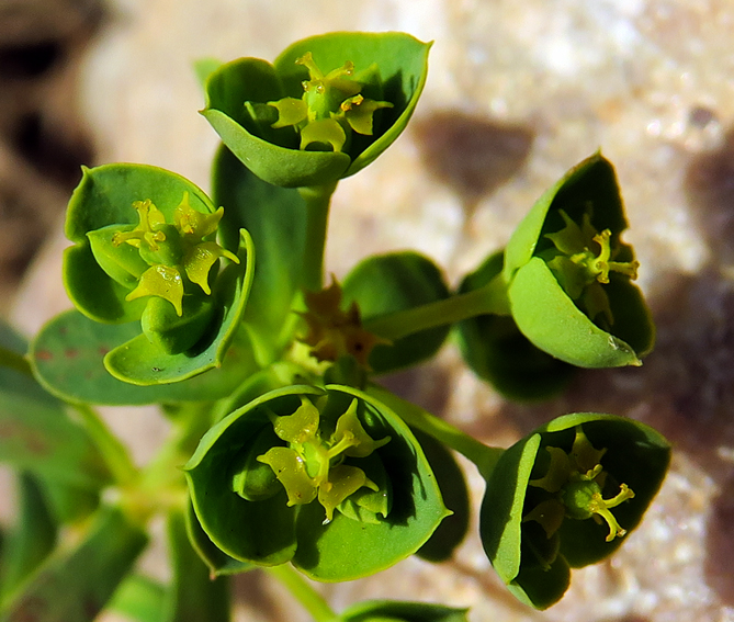 Euphorbia14