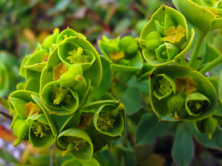 Euphorbia11