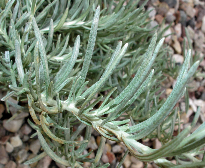 Helichrysum10