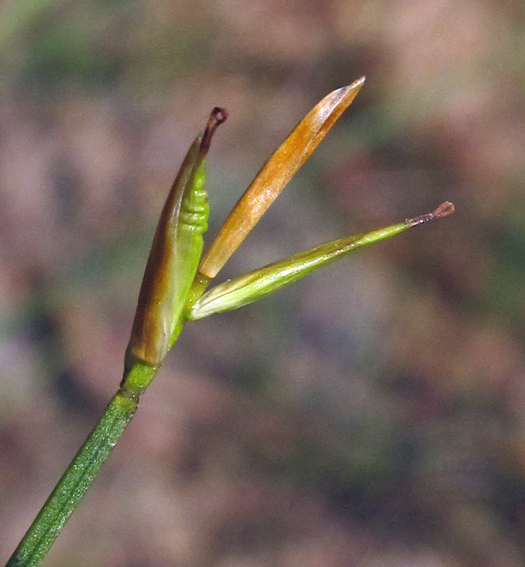 Carex6a