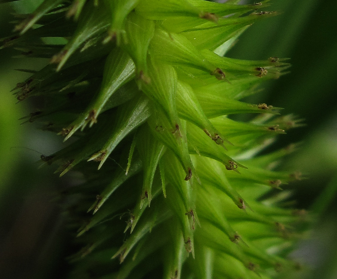 Carex26
