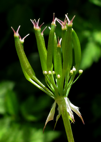 Chaerophyllum8