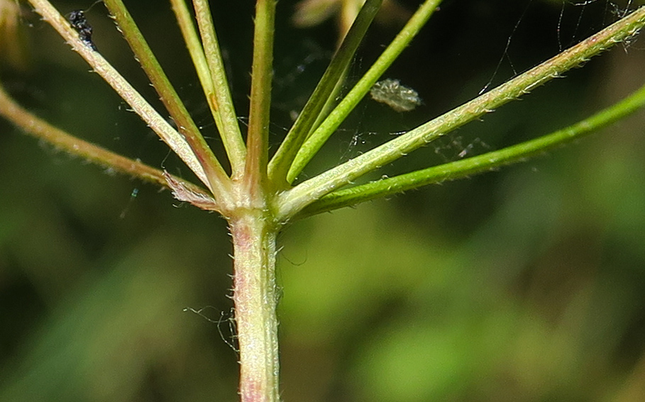 Chaerophyllum4