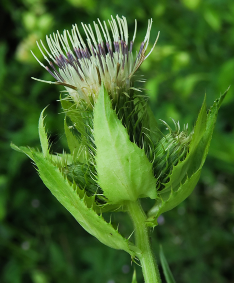 Cirsium3a