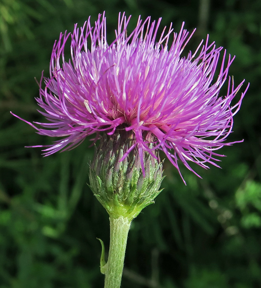 Cirsium14