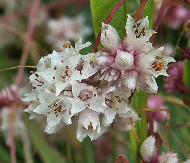 Cuscuta9