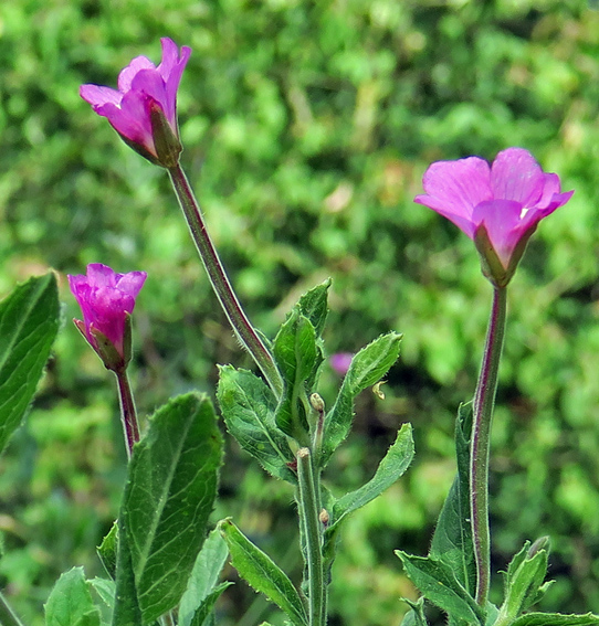 Epilobium5a