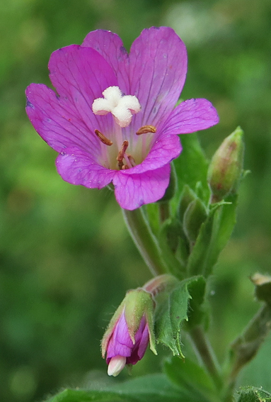 Epilobium5c
