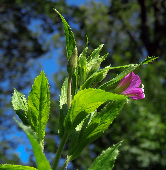 Epilobium5d