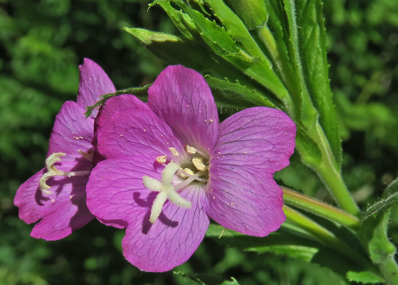 Epilobium7b