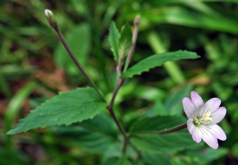 Epilobium13