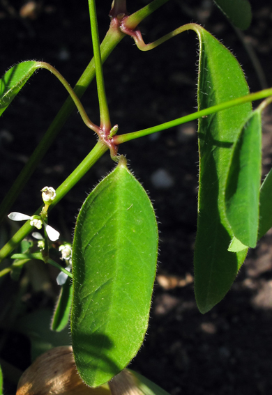 Euphorbia19