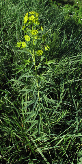 Euphorbia9