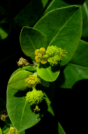 Euphorbia14