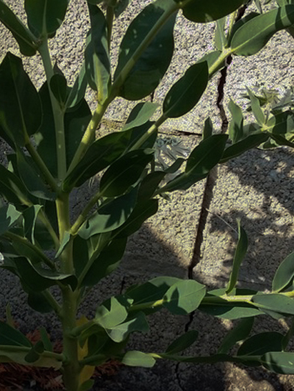 Euphorbia23