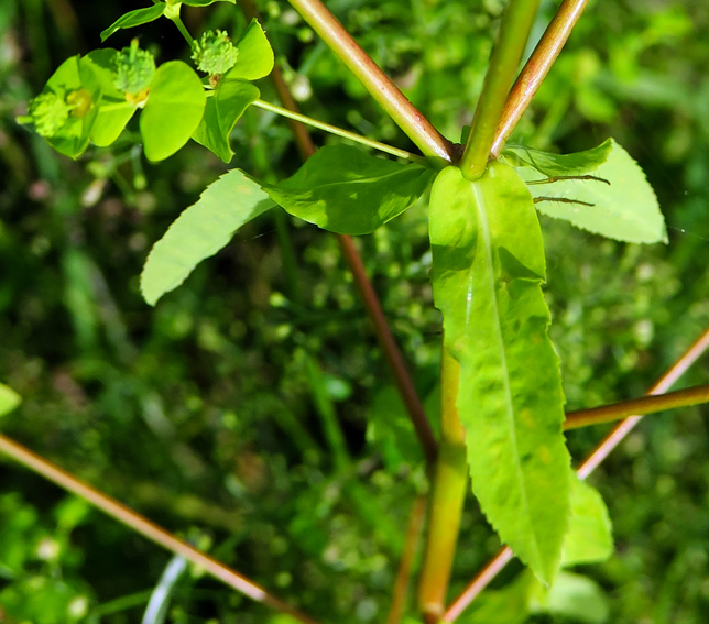 Euphorbia3d