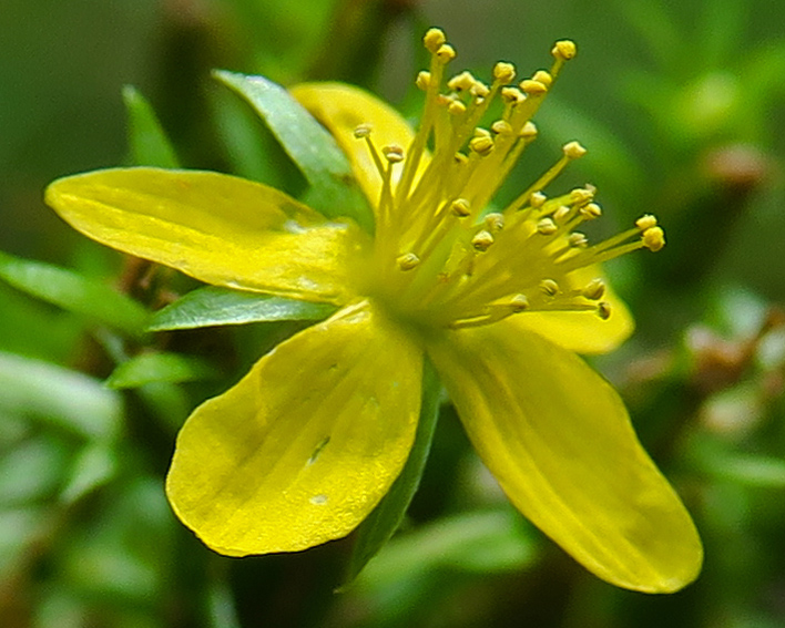 Hypericum6a