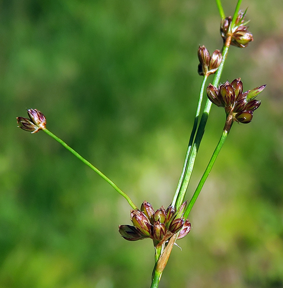 Juncus112