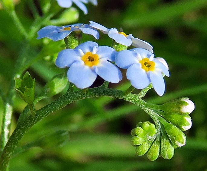 Index Of Humides Imageshum Myosotis Img