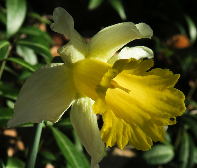 Narcissus2a