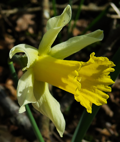 Narcissus5b