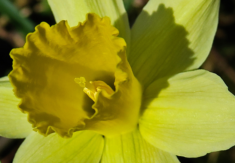 Narcissus5d