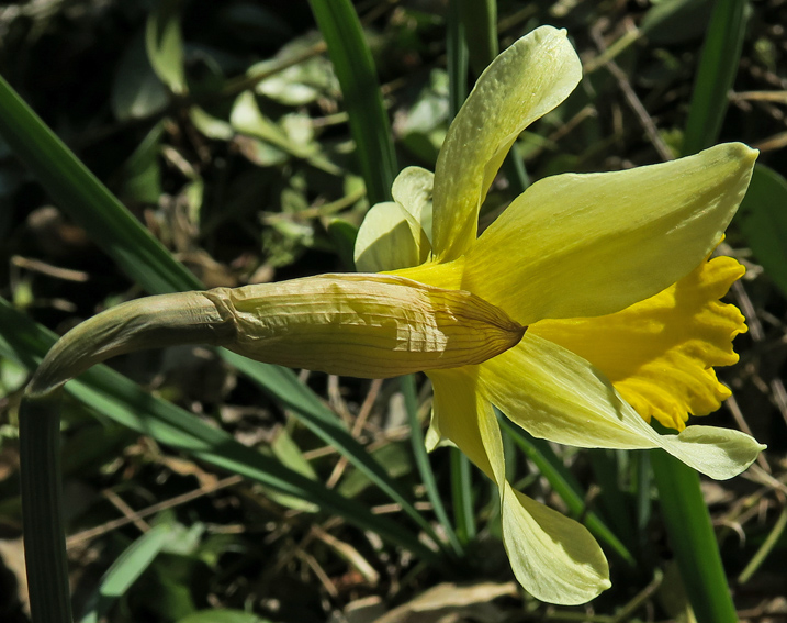 Narcissus5c