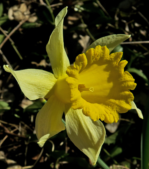 Narcissus4d