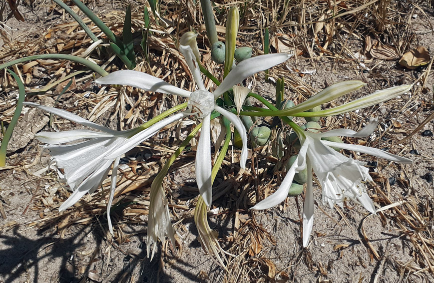 pancratium6