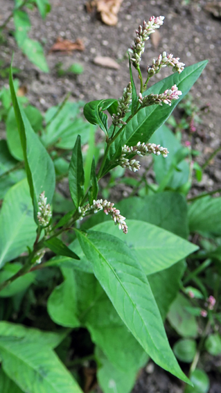 Polygonum8b
