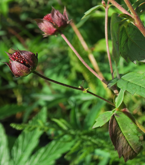 Potentilla28